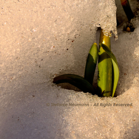 New Life © Stefanie Neumann - All Rights Reserved.