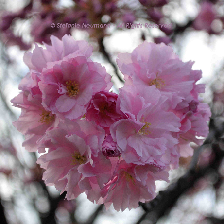 Blooming Heart © Stefanie Neumann - All Rights Reserved.