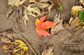 Autumn in... Tag!_0 © Stefanie Neumann - All Rights Reserved. | #KokopelliBeeFree #KBFPhotography #Autumn #Herbst