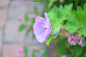 Soft Purple © Stefanie Neumann - All Rights Reserved. #KokopelliBeeFree #KBFPhotography #KBFWalk