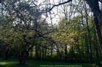 B!: Prunus-Blätterdach im Frühling durch das die Sonne scheint. – Prunus canopy in Spring through which the sun is shining.