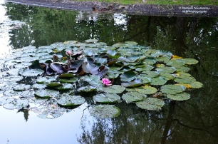 Waterlily - Seerose