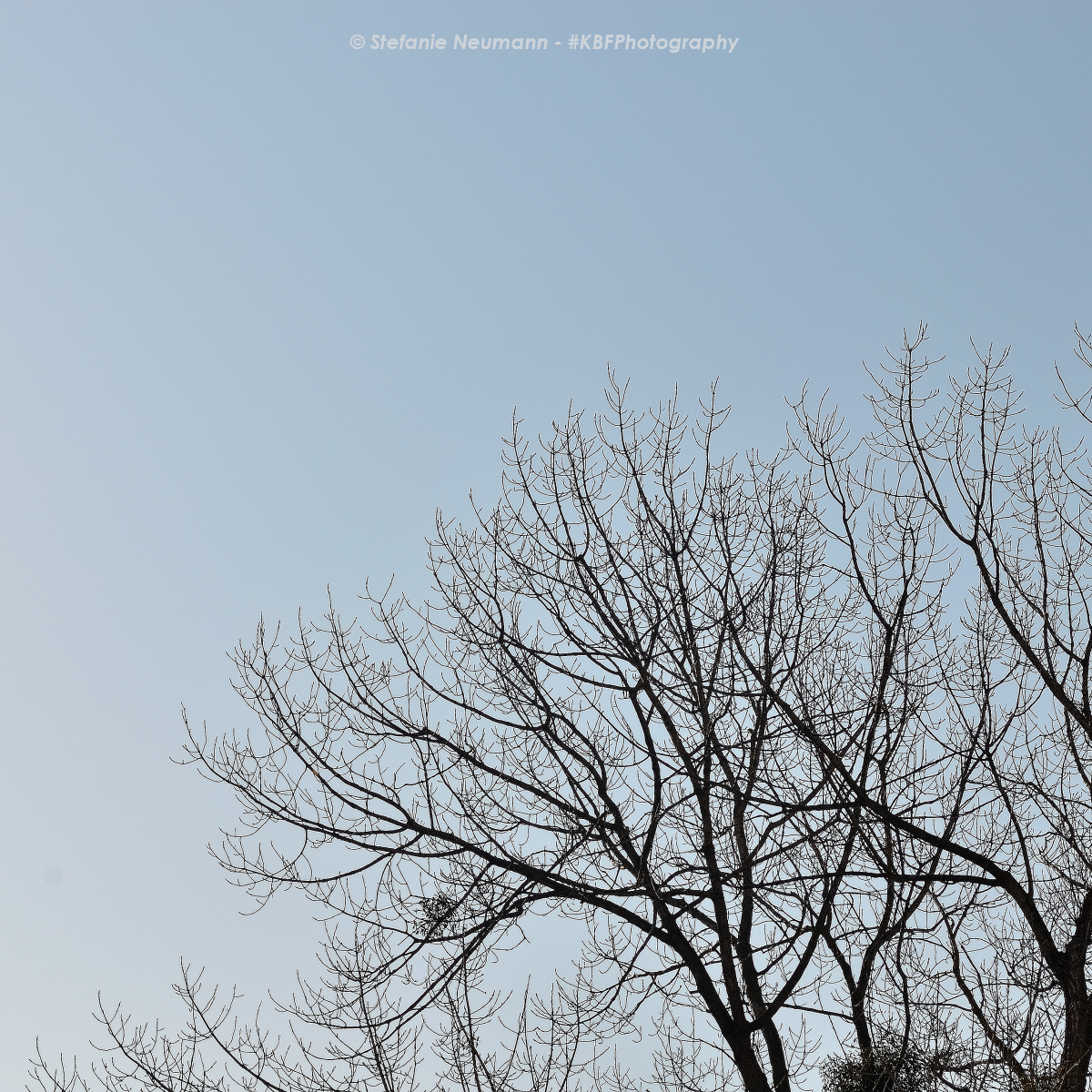 KBFB_2022-04-26-10 © Stefanie Neumann - #KBFPhotography – All Rights Reserved. Bildbeschreibung – Image Description: Blick auf knospende Espe vor klarem, blauem Himmel. View of budding aspen-tree against a clear blue sky.