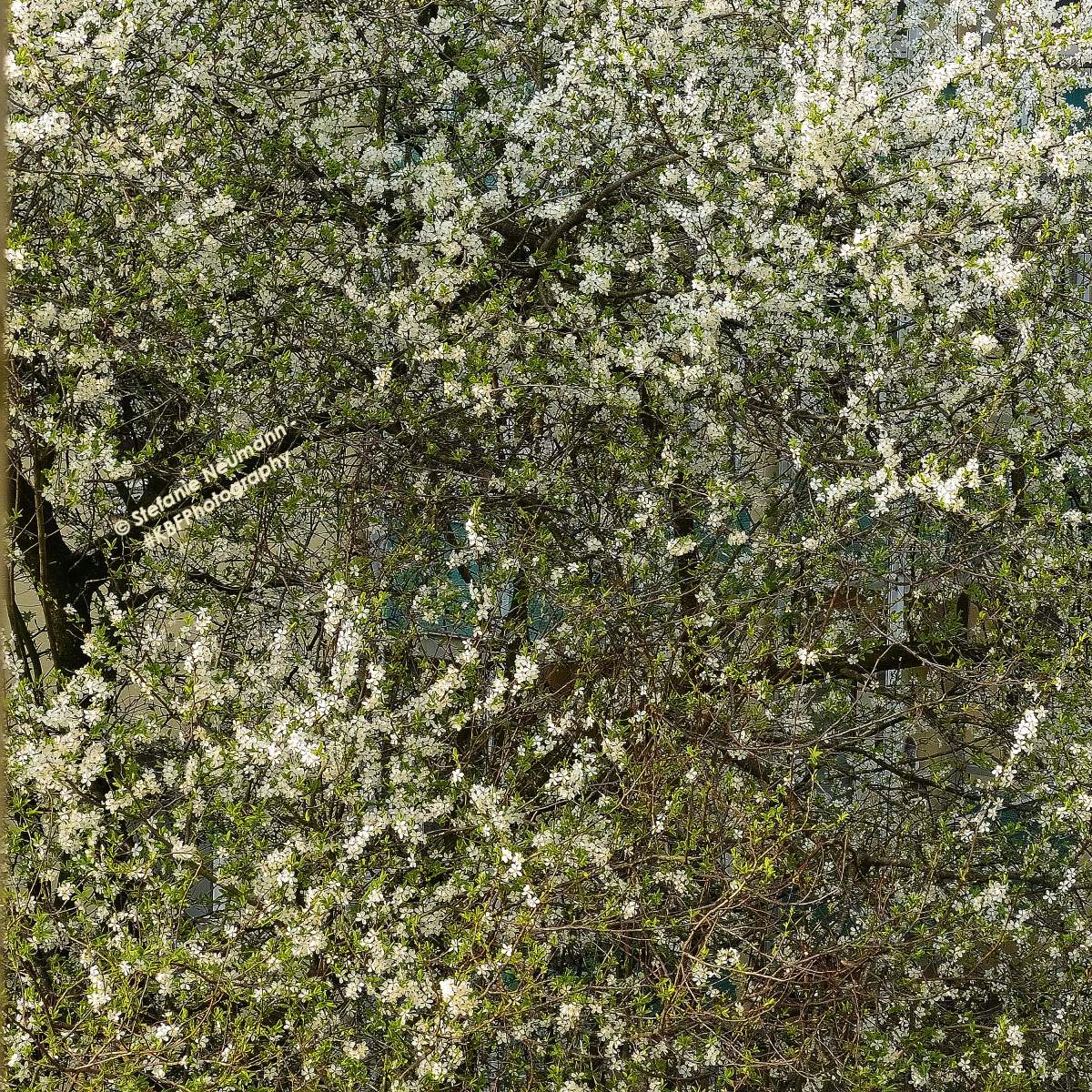 KBFB_2022-04-26-12 © Stefanie Neumann - #KBFPhotography – All Rights Reserved. Bildbeschreibung – Image Description: Pflaumenbaum in weißer Blüte mit jungen grünen Blättern. Plum-tree in white bloom with young green leaves.