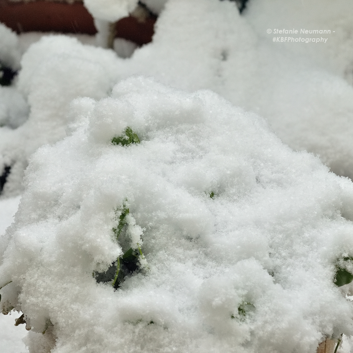 KBFB_2022-04-26-23 © Stefanie Neumann - #KBFPhotography – All Rights Reserved. Bildbeschreibung – Image Description: Grüne Weißkleeblätter complett schneebedeckt. Green white clover leaves completely snow-covered.